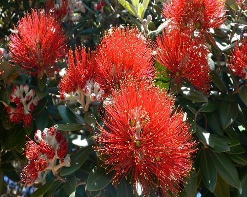 Red Pohutukawa Flower - Heirloom, Non - Gmo Seeds