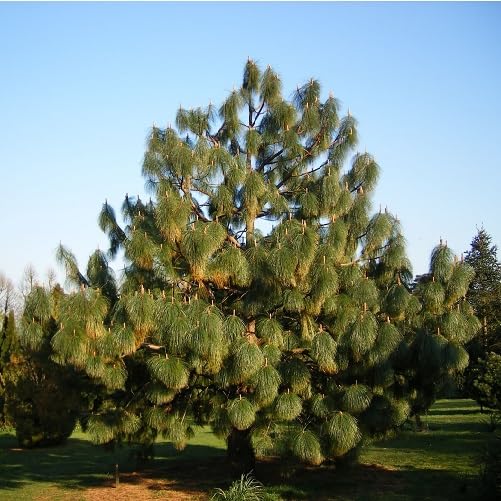 Green Pinus Montezumae Tree