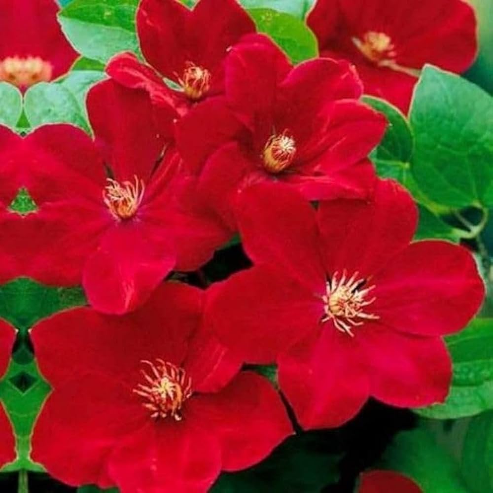 Clematis Red Star Seeds – to Climbing Plant Flower Seeds