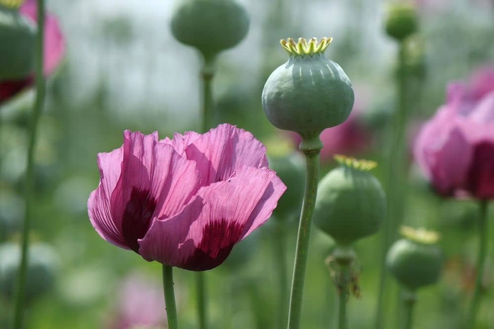 Pink Poppy Seeds for Planting Papaver Rhoeas flower bed cottage garden