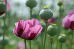 Poppy blooming flower seeds for garden