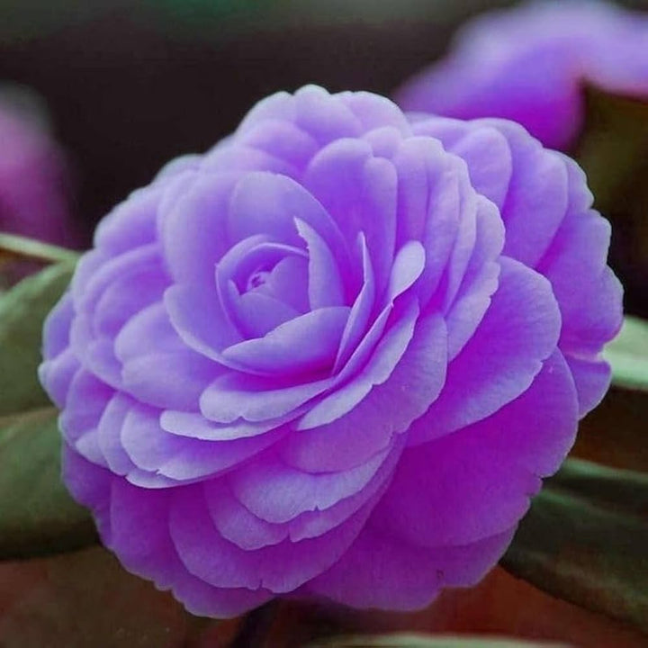 Purple Pink Camellia Flower Seeds – Heirloom Non-GMO Ornamental Blooms for Garden Planting