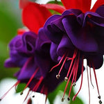 Purple Fuchsia Flower Seeds – Heirloom Non-GMO Flower Seeds for Planting seeds for planting in home garden