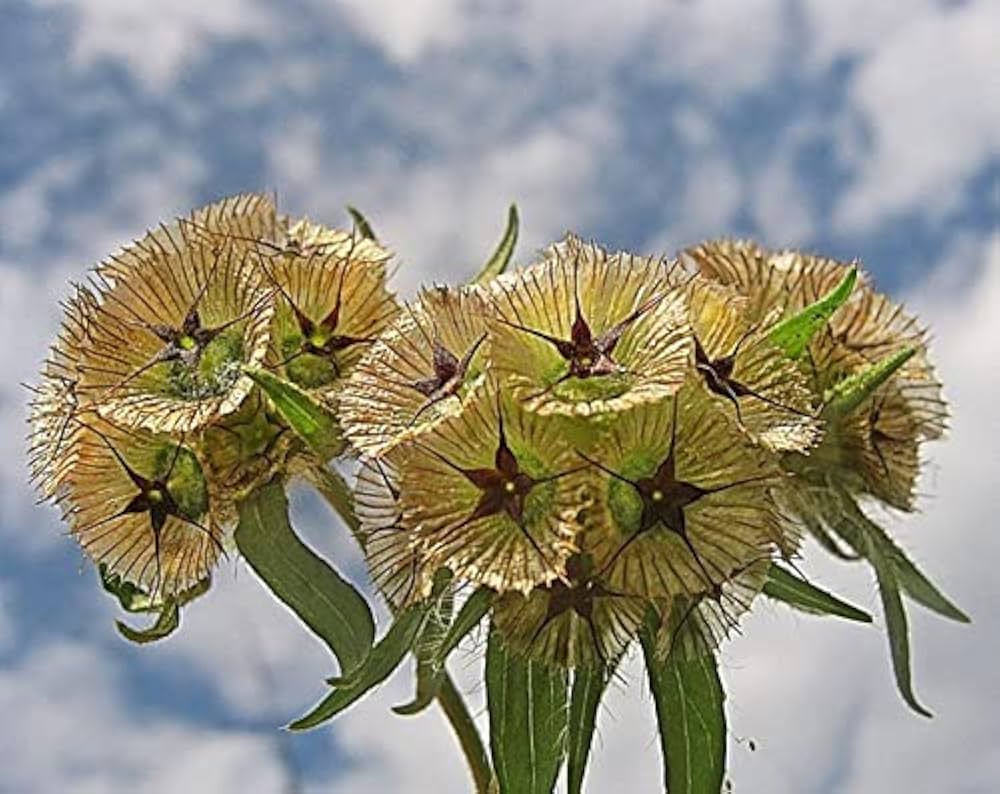 Drumstick Scabiosa Starry Flower Seeds