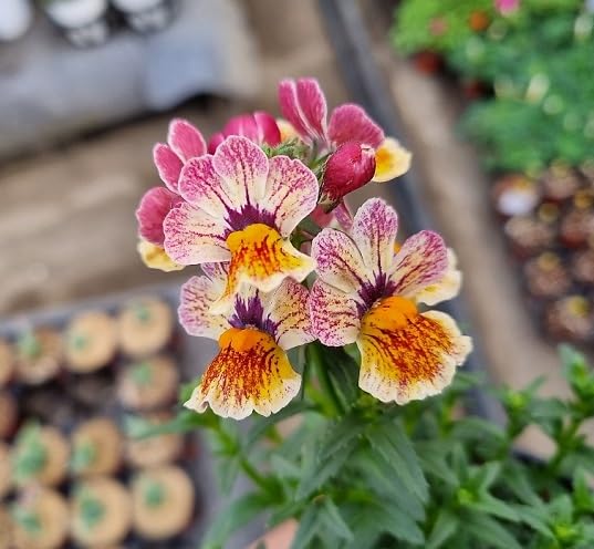 Pink White Nemesia Flower - Heirloom, Non - Gmo Seeds