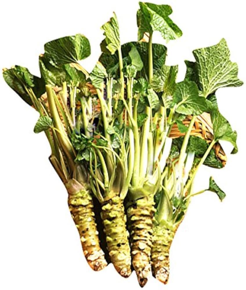 Horseradish Wasabia Vegetable Seeds for Planting - Heirloom and Non-GMO Garden Seeds