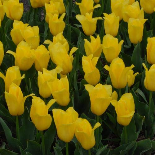 Tulipa & Narcissus Yellow Mellow Blend Seeds