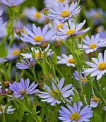 Heirloom Kalimeris Indica Flower Seeds for Planting for planting in home garden