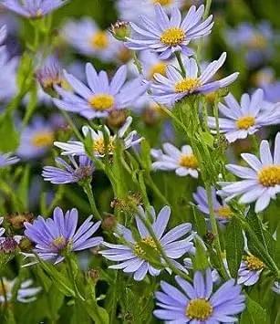 Heirloom Kalimeris Indica Flower Seeds for Planting for planting in home garden