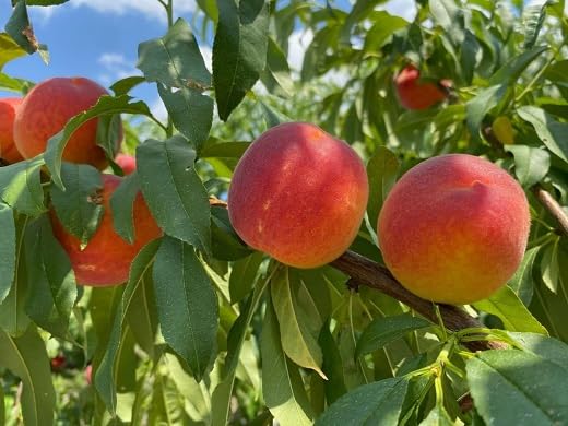 Red Nectarine Fruit - Heirloom, Non - Gmo Seeds