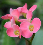 Heirloom Light Pink Euphorbia Milii Flower Seeds for Planting, Non-GMO Dhara Seeds