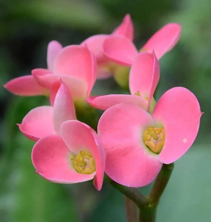 Heirloom Light Pink Euphorbia Milii Flower Seeds for Planting, Non-GMO Dhara Seeds
