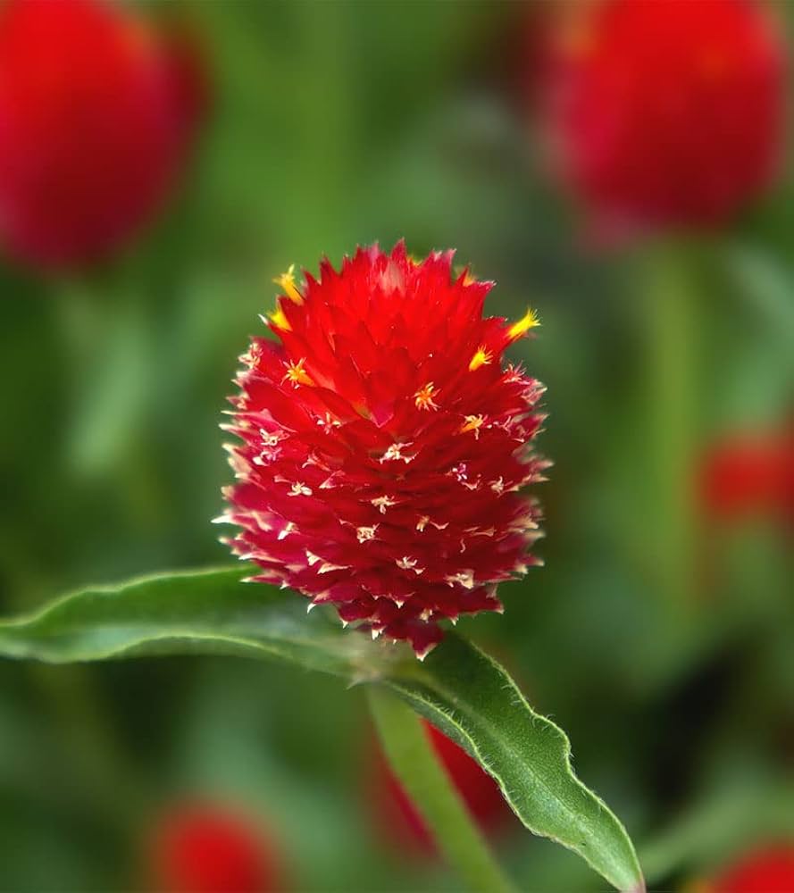 Gomphrena Higro Rose Seeds for Planting Vibrant Drought-Tolerant Flowers