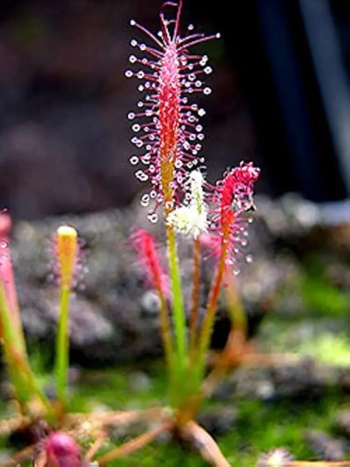 Mixed Drosera Chrysolepis Plant Seeds for Planting - NON GMO Seeds Dhara Seeds