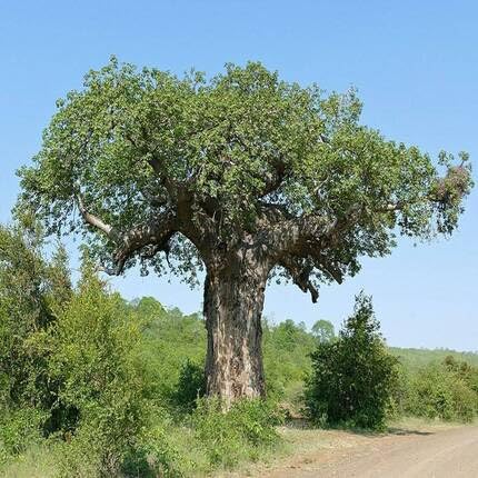 Baobab Tree Green - Heirloom, Non - Gmo Seeds