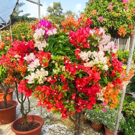Mixed Bougainvillea Flower - Heirloom, Non - Gmo Seeds