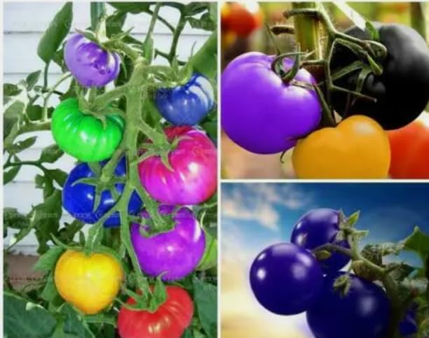 Multi-colored tomato seeds (Solanum lycopersicum) for planting in home garden