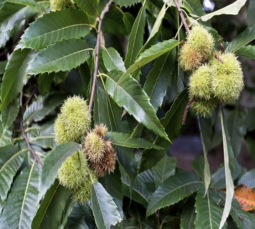 Green Chestnut Tree - Heirloom, Non - Gmo Seeds