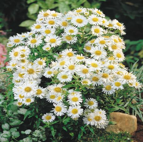 White Aster Flower - Heirloom, Non - Gmo Seeds