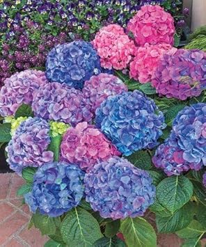 Mixed Hydrangea Flower Seeds - 100 pcs