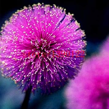 Purple Mimosa Flower Seeds for Planting - 100