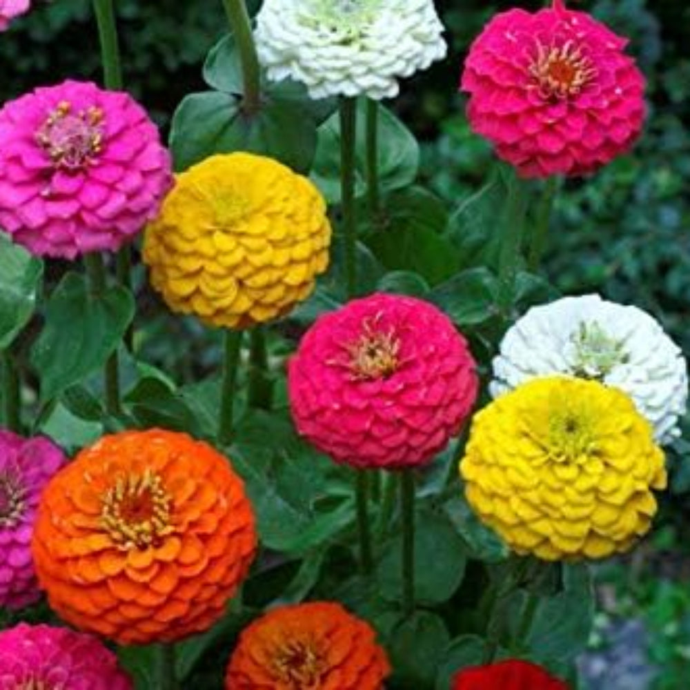 close-up of semi-double bright zinnia bloom

