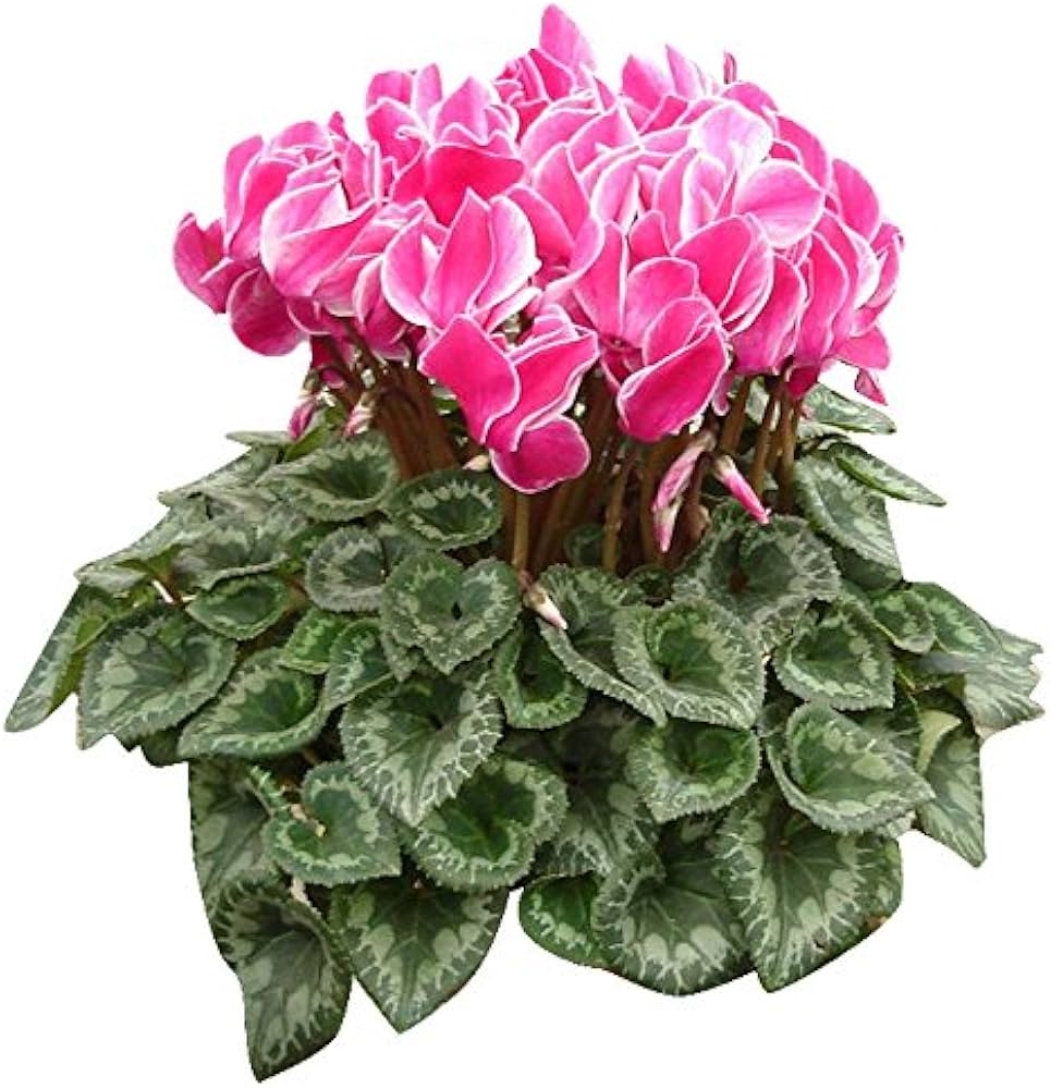 Cyclamen Cyclamen Persicum Flower Seeds for Planting