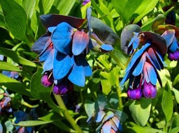 Blue Honeywort Plant Seeds for Planting - 100 pcs for planting in your garden.