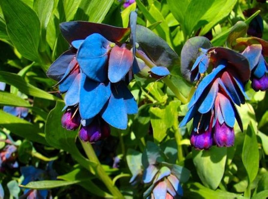 Blue Shrimp Flower Seeds Cerinthe major for Ornamental Garden Planting