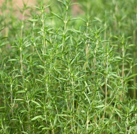 Ps Green Savory