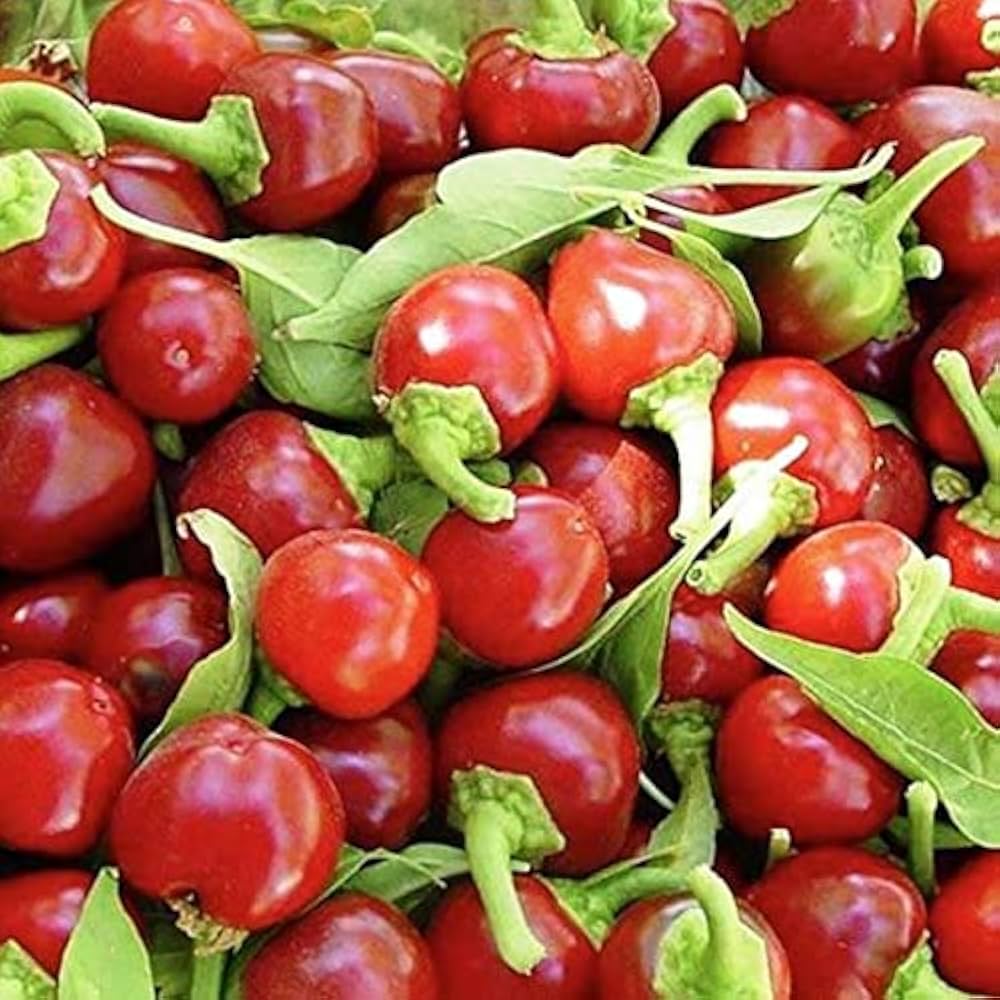 Ramnad Mundu Round Chilli Vegetable Seeds for Planting