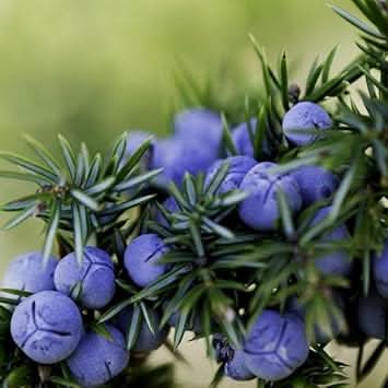Juniper Fruit Seed Set for Unique and Flavorful Fruit Production