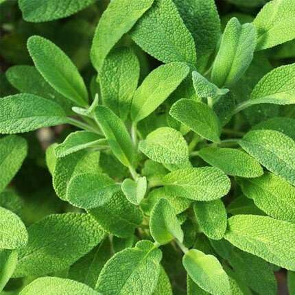 Green Sage - Heirloom, Non - Gmo Seeds