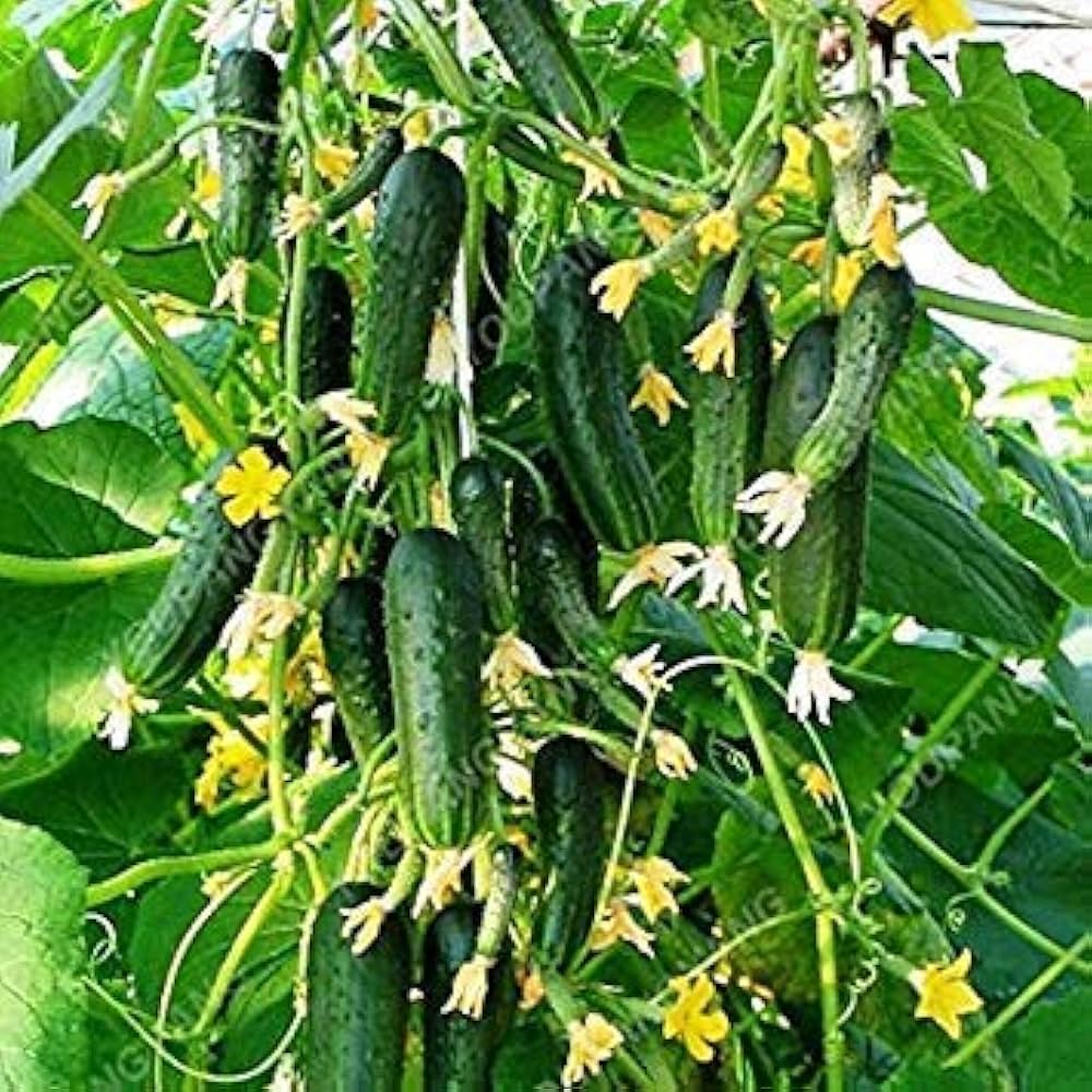 Parisian Pickle Cucumber Seeds for Small, Crunchy Garden Cucumbers