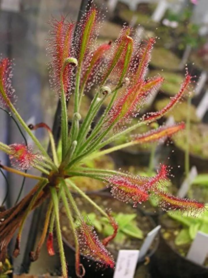 Mixed Drosera Chrysolepis Plant Seeds for Planting - NON GMO Seeds Dhara Seeds