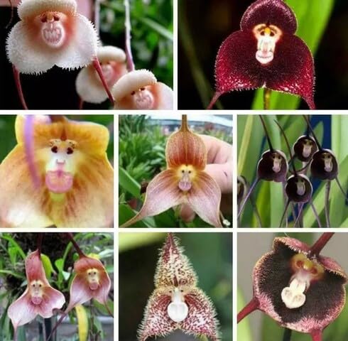 Mixed Monkey Face Orchid Flower - Heirloom, Non - Gmo Seeds