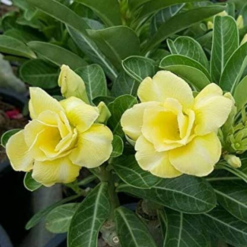 Silk Of Yellow Desert Rose Seeds for Planting Adenium Obesum Flower – Heirloom, Non-GMO