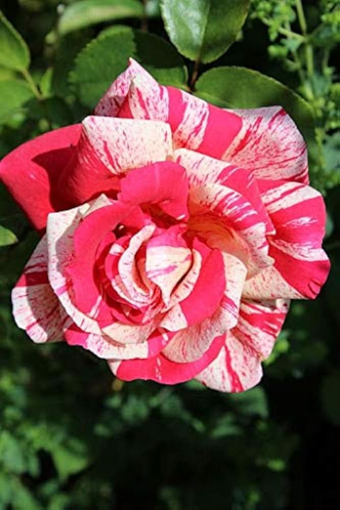 Rose Varieties mixed Flower Seeds for planting in home garden and borders