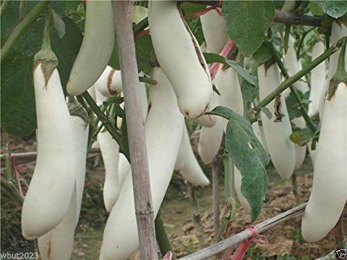 Early Ripening White Long Eggplant F Seeds