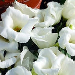 White Lisianthus Logro Flower Seeds for Planting - Heirloom, NON-GMO, Easy to Grow Garden Blooms seeds for planting in home garden