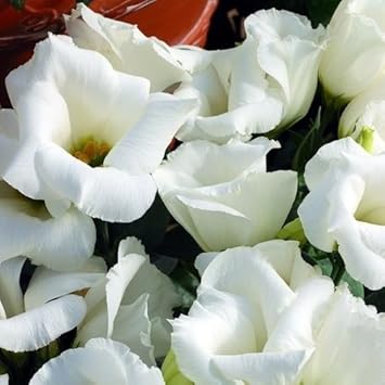 White Lisianthus Logro Flower Seeds for Planting - Heirloom, NON-GMO, Easy to Grow Garden Blooms seeds for planting in home garden