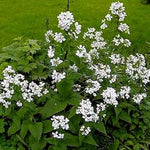 White Lunaria Flower Seeds for Planting - 100 seeds for planting in home garden