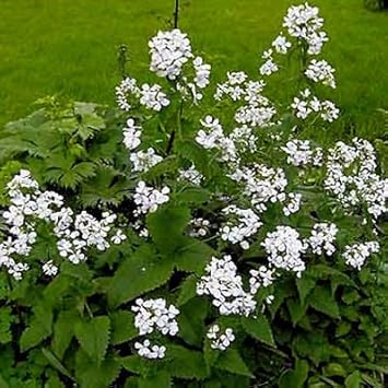 White Lunaria Flower Seeds for Planting - 100 seeds for planting in home garden