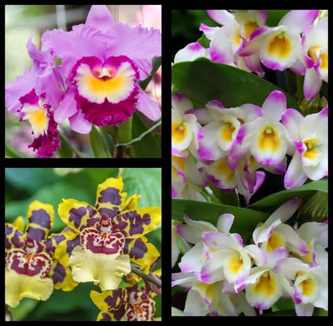 Mixed Orchid Flower - Heirloom, Non - Gmo Seeds