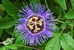 Purple Passiflora Incarnata Flower Seeds for Planting - Heirloom & Non-GMO Garden Seeds Dhara Seeds