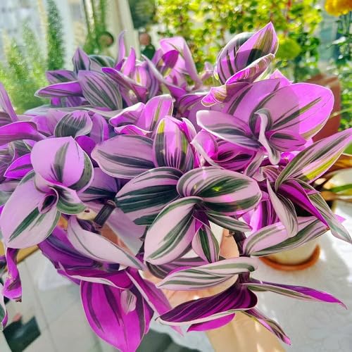 Pink Tradescantia - Heirloom, Non - Gmo Seeds