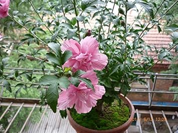 Heirloom Non-GMO Pink Hibiscus Syriacus Flower Seeds – Stunning Blooms for Garden Planting for planting in your garden.
