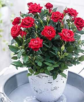 Mini Rose Bonsai Seeds Pieces for Indoor Gardens