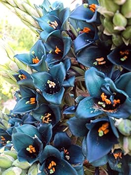 Heirloom Green Blue Puya Plant Seeds – Exotic Flower Seeds for Garden Planting