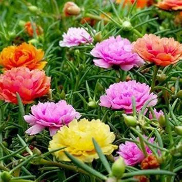 Moss Rose Mixed Color Heirloom Seeds for Planting Non-GMO Garden Seeds for Beautiful Blooms for planting in home garden